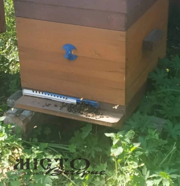 У Локачинській громаді від кроплених полів помирають бджоли 