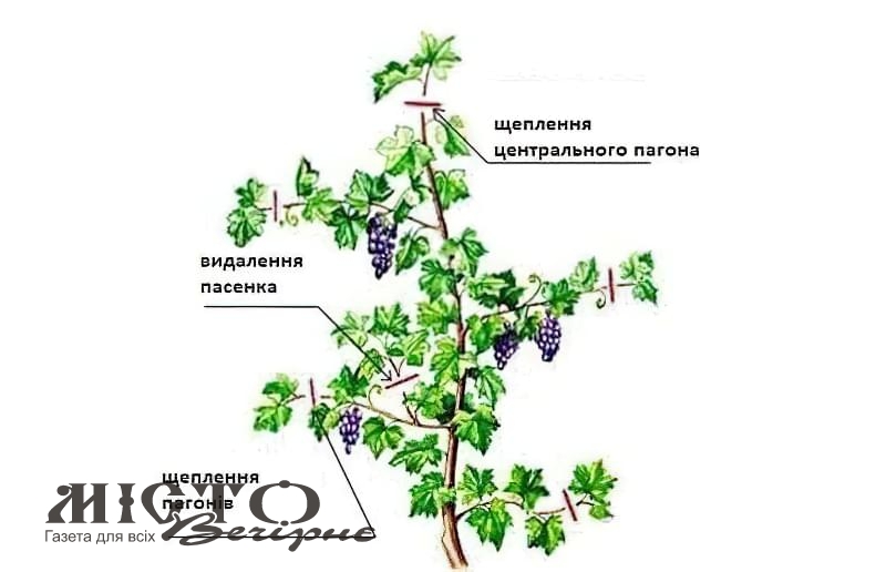 Обрізка винограду 