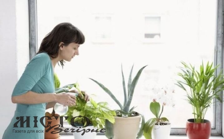 Повернення кімнатних рослин у приміщення  