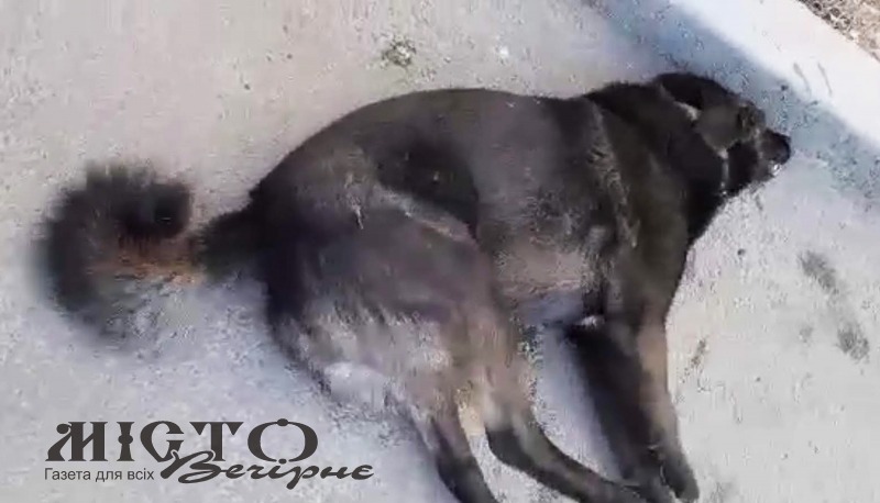 У Володимирі отруюють собак (Відео) 