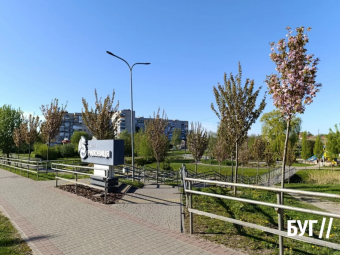У Володимирі розцвіли сакури в парку Риловиця 