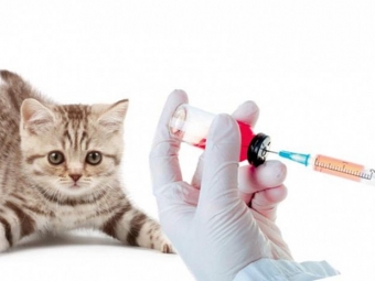 У Володимирі вакцинуватимуть домашніх тварин проти сказу 