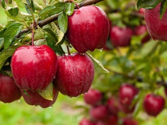 В Україні більше не буде дешевих яблук, ціни зростають 