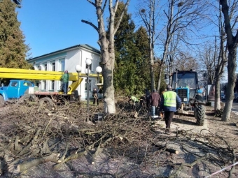 Дерева у Володимирі: які зрубають, а які просто підстрижуть 