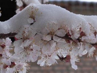 Весна на паузі: арктичне вторгнення принесе мокрий сніг і холод в Україну 