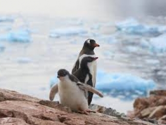 У Норвегії вакцинують пінгвінів 