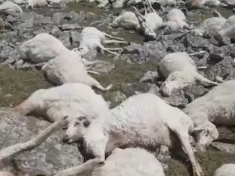 Через удар блискавки на півдні Грузії загинуло 530 овець 