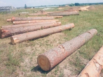У селі на Волині на приватній пилорамі виявили незаконно зрізаний ліс 