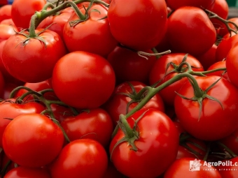  В Україні подорожчали турецькі помідори 