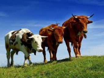 В Україні призупинили прийом заявок на виплати за утримання корів, кіз та овець 