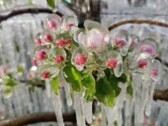 Українців попереджають про заморозки 