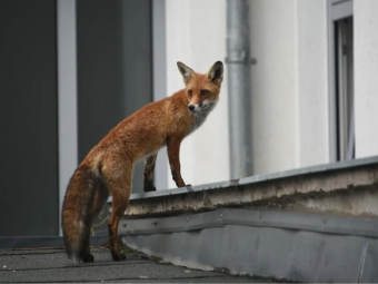 Вулицями Рівного бігала лисиця 