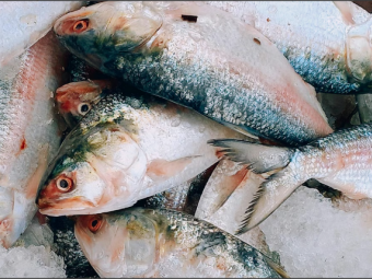 Ціни на рибу в Україні зміняться: що подорожчає у 2026 році 
