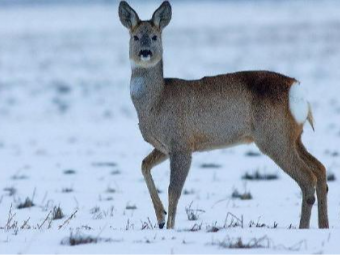 "Прибігла в Пункт незламності": у Рівному помітили незвичну дику тварину 