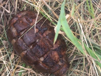 В селі Льотниче комунальники під час робіт знайшли гранату 