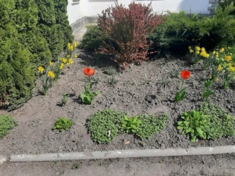 З клумби в центрі Іванич поцупили тюльпани 