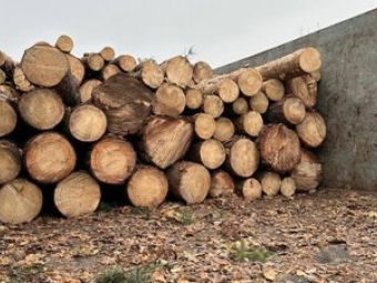 Незаконна рубка на Волині: посадовця лісгоспу підозрюють у збитках державі на понад мільйон 