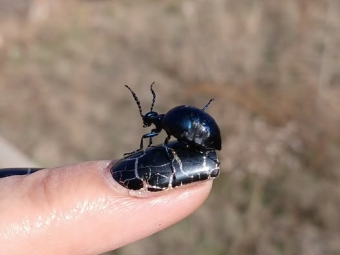 В Україні з'явилася дуже отруйна комаха, яка викликає опіки і навіть смерть 