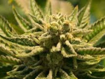 Суд у Локачах виніс вирок водієві за спробу контрабанди канабісу через «Ягодин» 