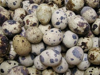 Україна увійшла в топ виробників перепелиних яєць 