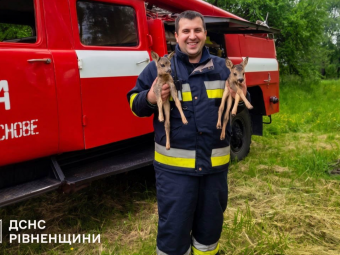 На Рівненщині врятували оленят з пожежі  