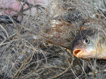 У Володимир-Волинському районі затримали й оштрафували рибних браконьєрів 