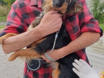 У Нововолинську вакцинують домашніх тварин від сказу 