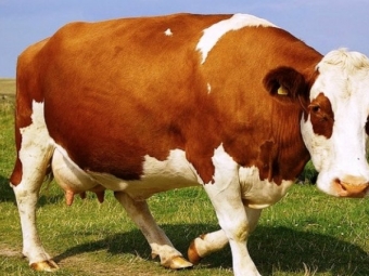 У Литовежі мотоцикліст збив корову і опинився в лікарні 