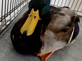 У Нововолинську врятували замерзлу дику качку 