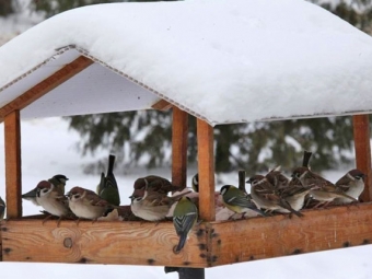 Вихованці Локачинського БДЮТ стали учасниками всеукраїнського конкурсу «Годівничка для зимуючих птахів» 