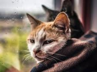 В Україну йде похолодання: названо точну дату 