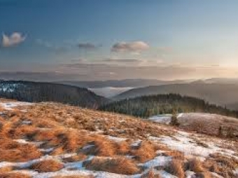 В Україні зареєстрували петицію про захист Карпат: закликають зупинити вирубку дерев у полонині Руна 