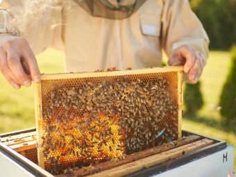 Відбудеться онлайн-семінар для пасічників Локачинщини 