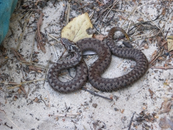 У МОЗ попередили про початок сезону активності змій 