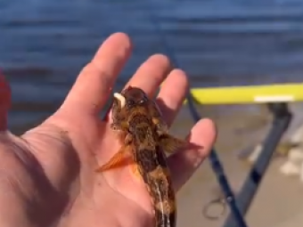 В Україні чоловік упіймав рибу незвичного кольору 