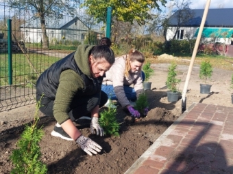 У Павлівці на місці майбутньої Алеї Героїв висаджено туї 