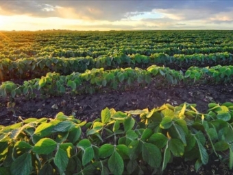Засіяв чужу землю соєю: чоловік має відшкодувати сільраді Іванич понад 300 тисяч гривень 
