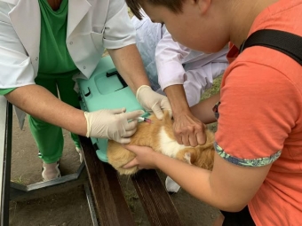 У Благодатному безкоштовно вакцинували від сказу 22 домашніх тварини 