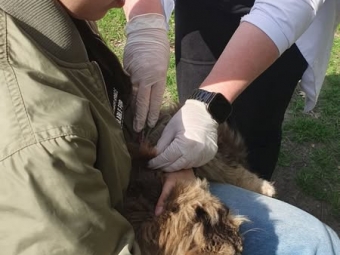 У Нововолинську вакцинують домашніх тварин від сказу 