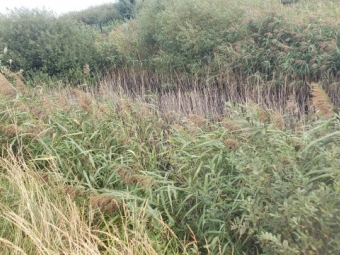 Зимнівська громада віддає на 10 років два ставки 