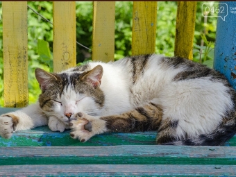 У Нововолинську пропонують визнати вуличних котів частиною екосистеми міста 
