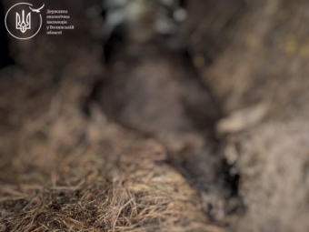 Поблизу дороги Луцьк–Ковель виявили мертву самку лося 