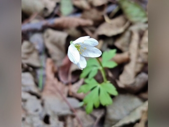  На Волині в середині грудня зацвіла анемона: науковці пояснили незвичне явище 