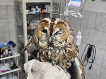 У Нововолинську врятували сову, яка вдарилася в автомобіль 