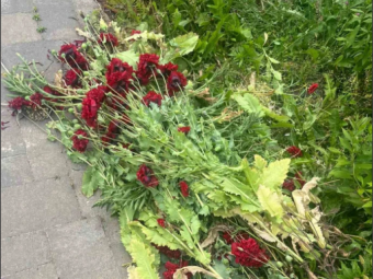У Локачинській громаді працівники поліції вилучили дикорослий мак 
