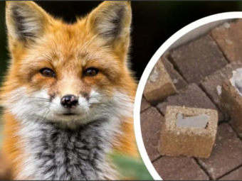 У Володимирському районі проведуть вакцинацію диких тварин 