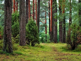 Загроза українським лісам в умовах війни: в Україні спрощують правила рубок в Карпатах 