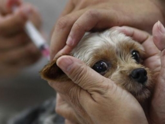 У Нововолинську безкоштовно вакцинують від сказу домашніх тварин 