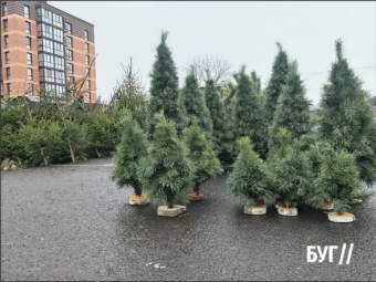 У центрі Володимира запрацювали ялинкові точки 