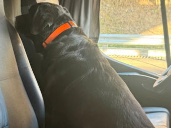 На волинському митному посту «Устилуг» службова лабрадорка винюхала наркотики у газовій плитці 